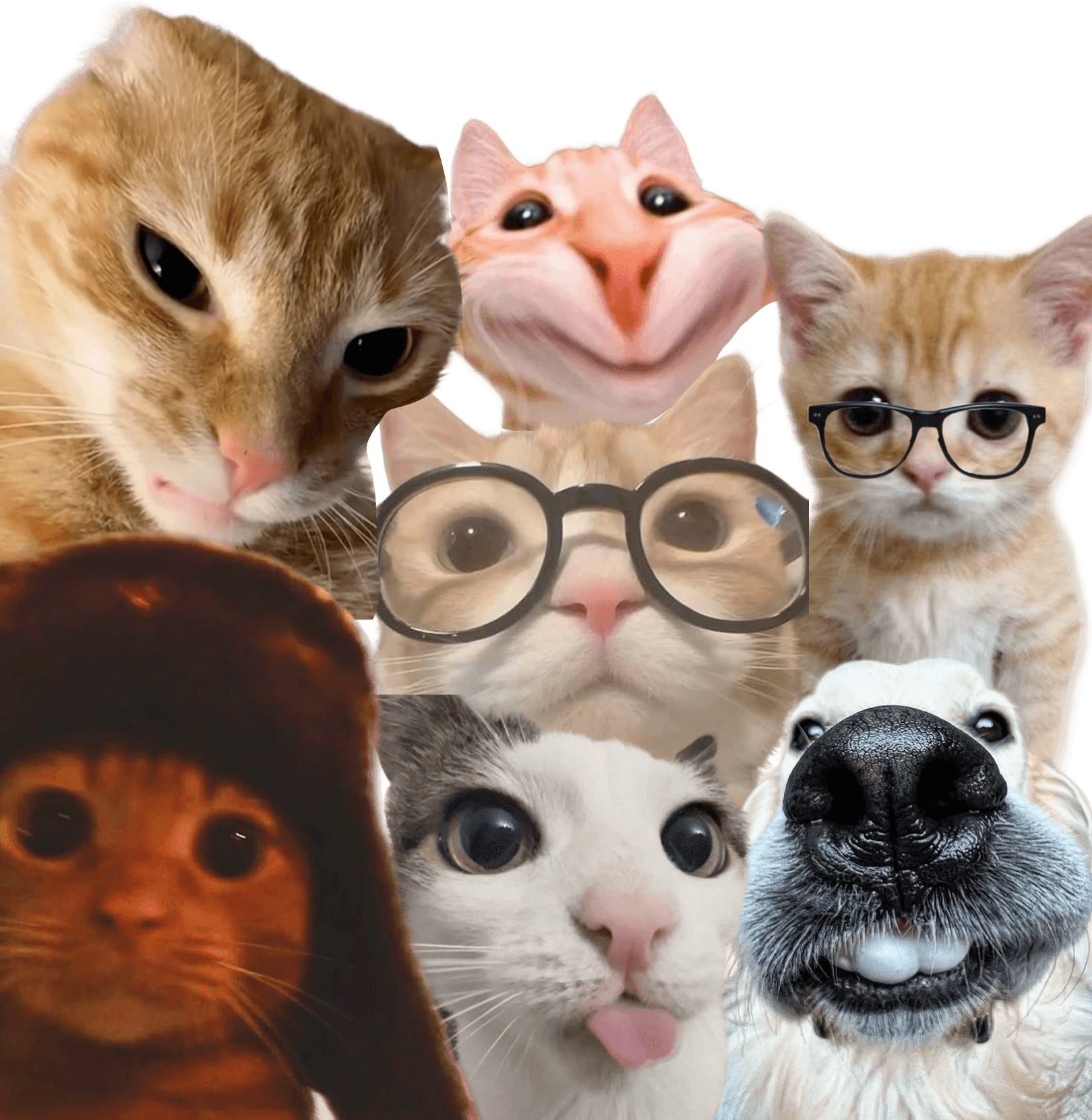 gang