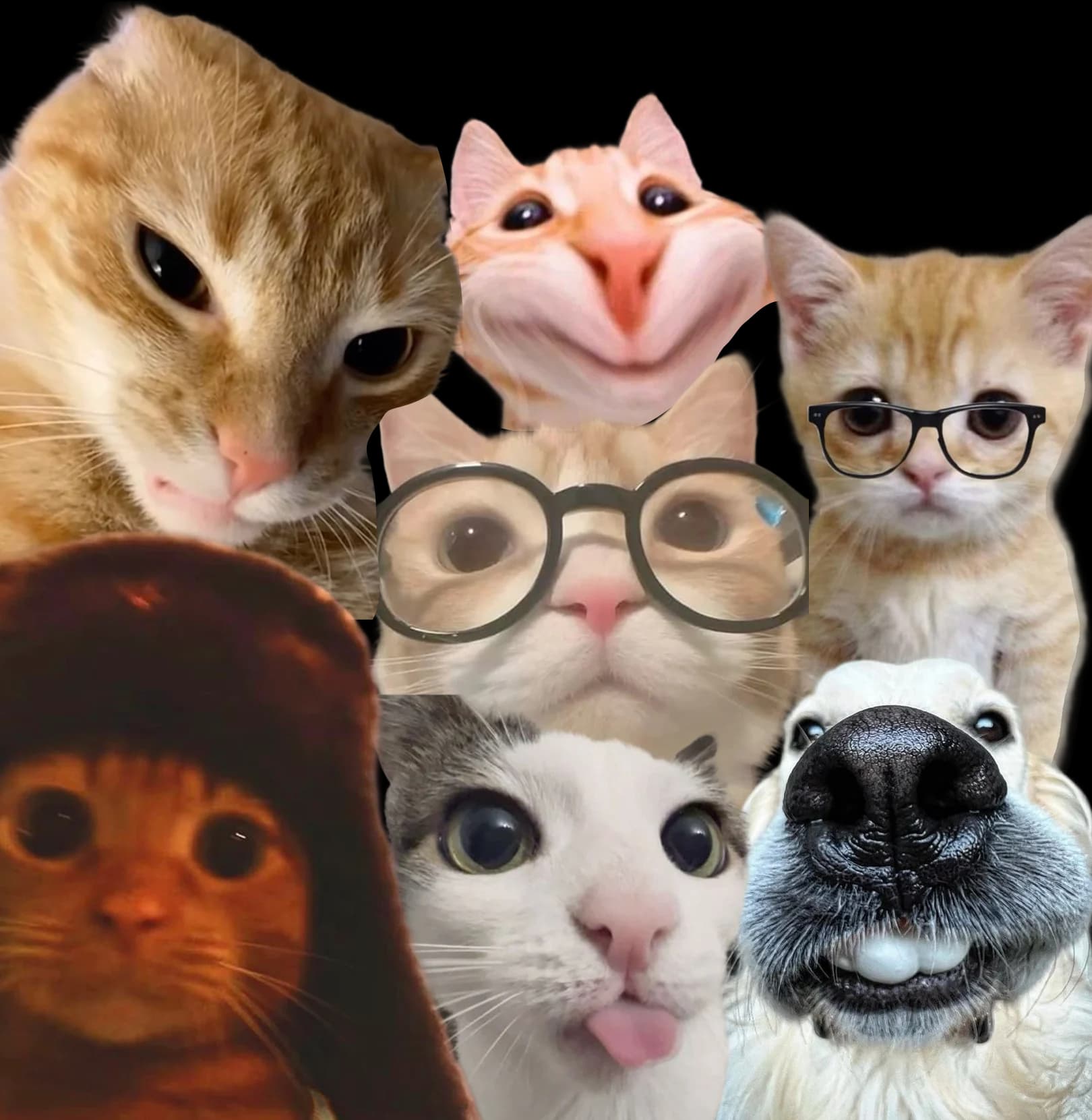 gang